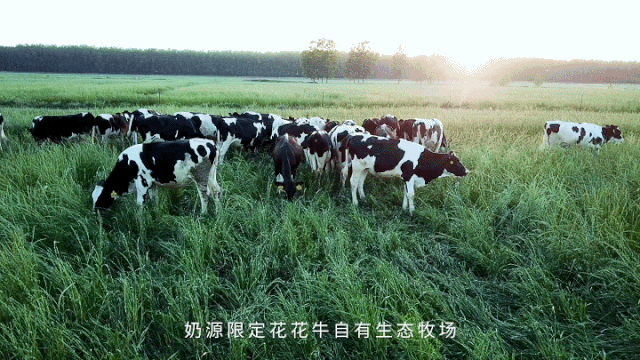 榮譽 | “百家牛場青貯質量評鑒活動”花花牛新蔡瑞亞牧業(yè)、河南合源乳業(yè)分別榮獲一、三等獎